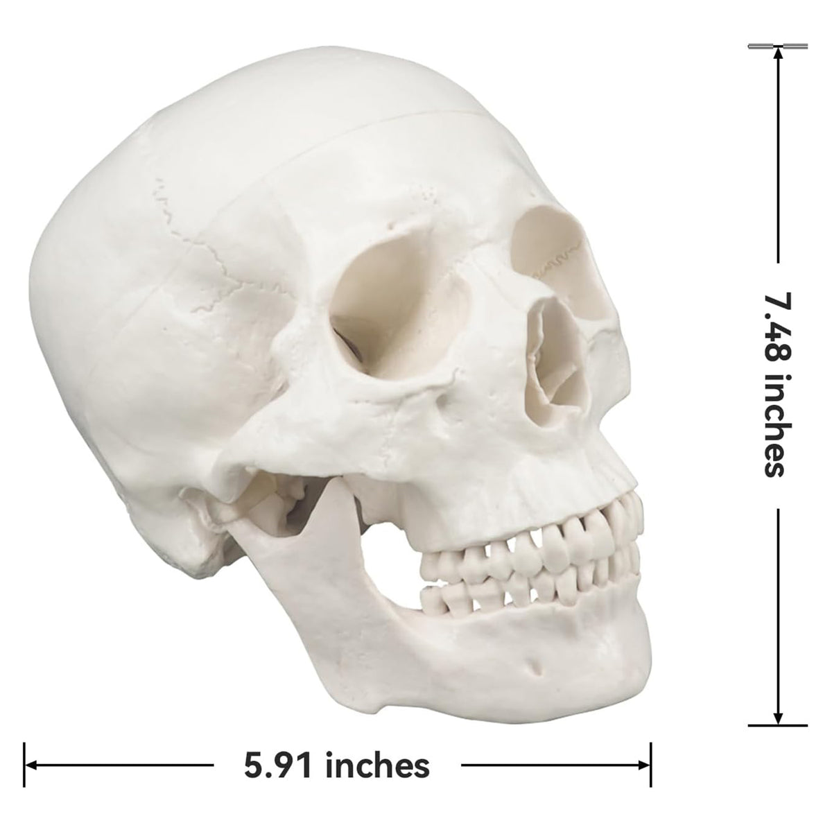 Medarchitect Life-Size Human Skull Anatomy Model