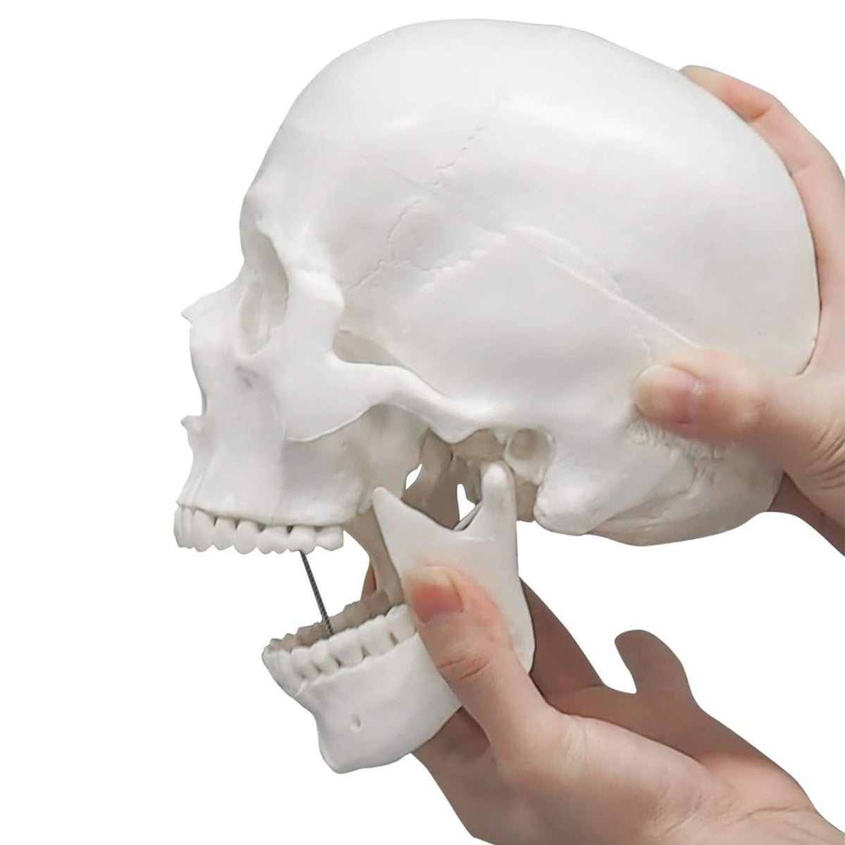 Medarchitect Life-Size Human Skull Anatomy Model