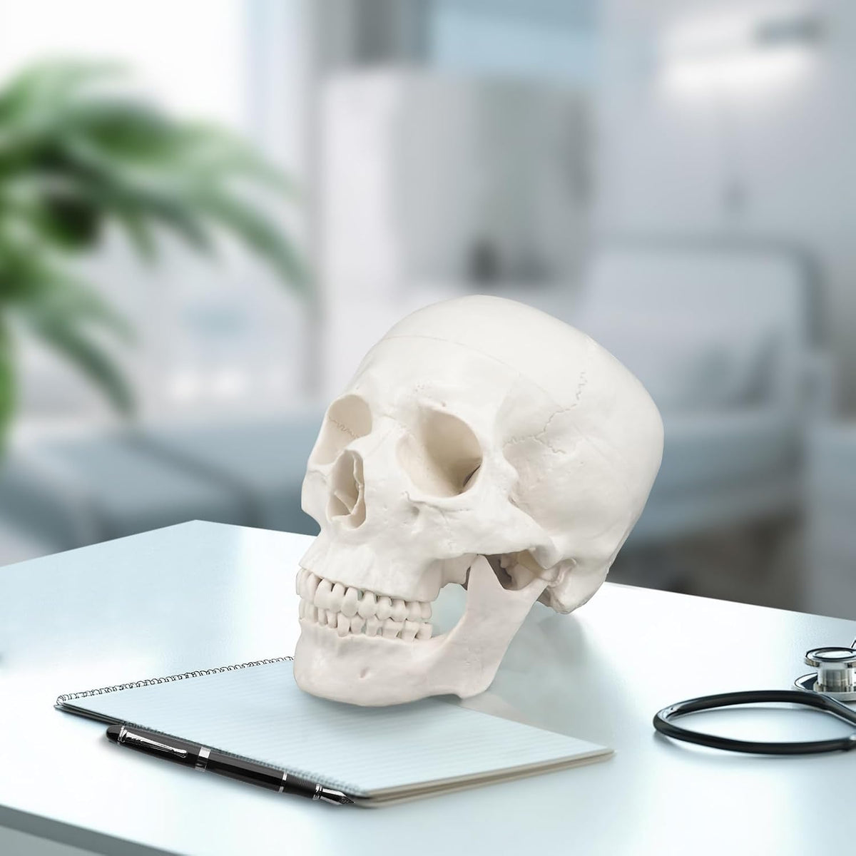 Medarchitect Life-Size Human Skull Anatomy Model