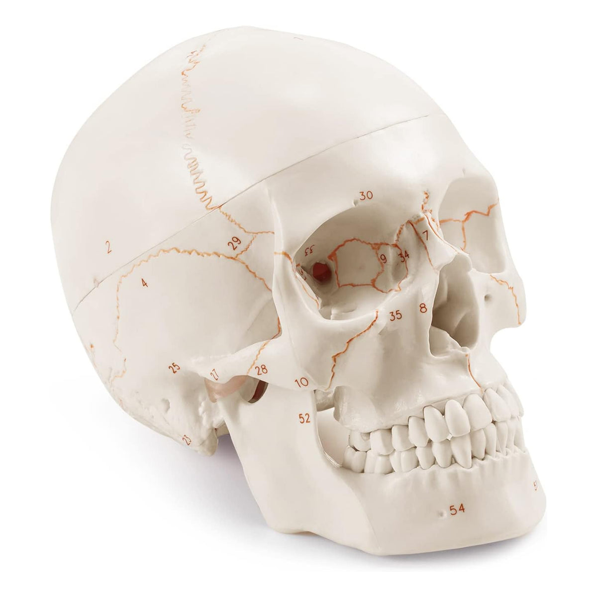Medarchitect Numbered Skull Model with Anatomical Markings