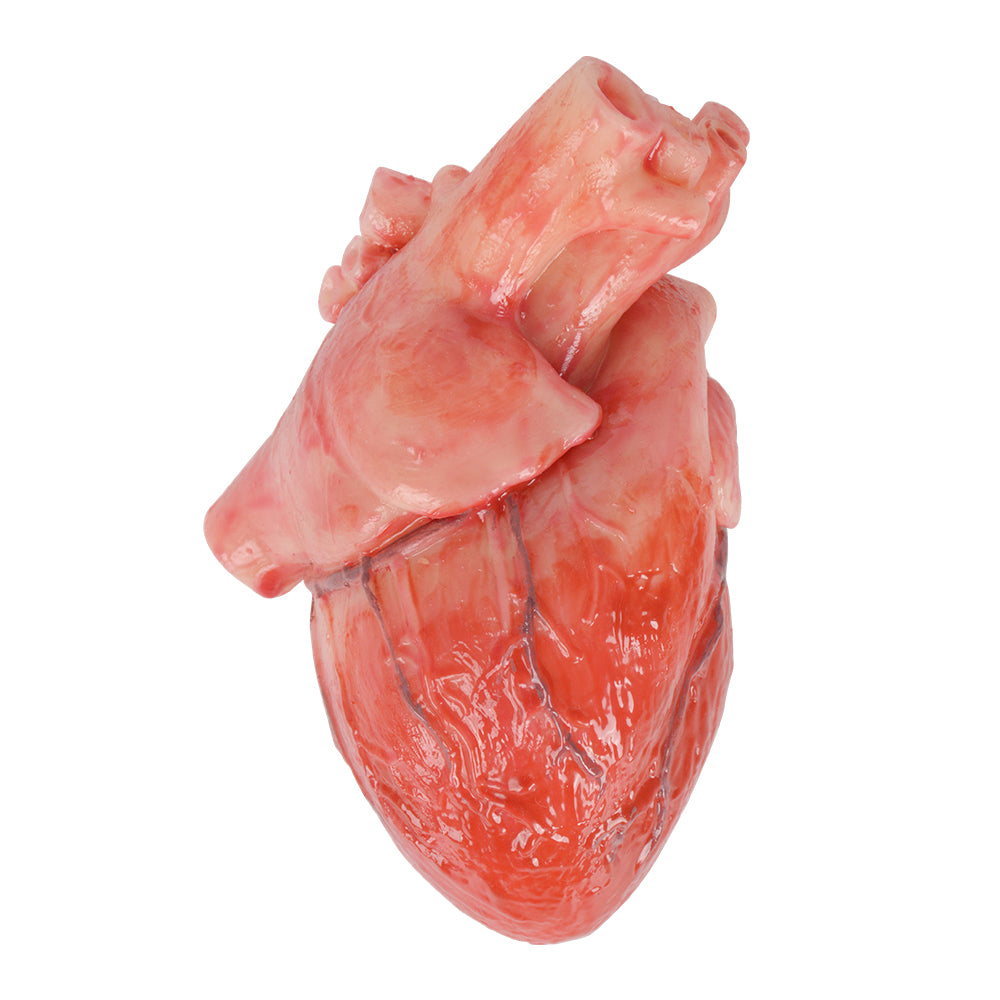 Realistic Silicone Human Heart Model – Medarchitect