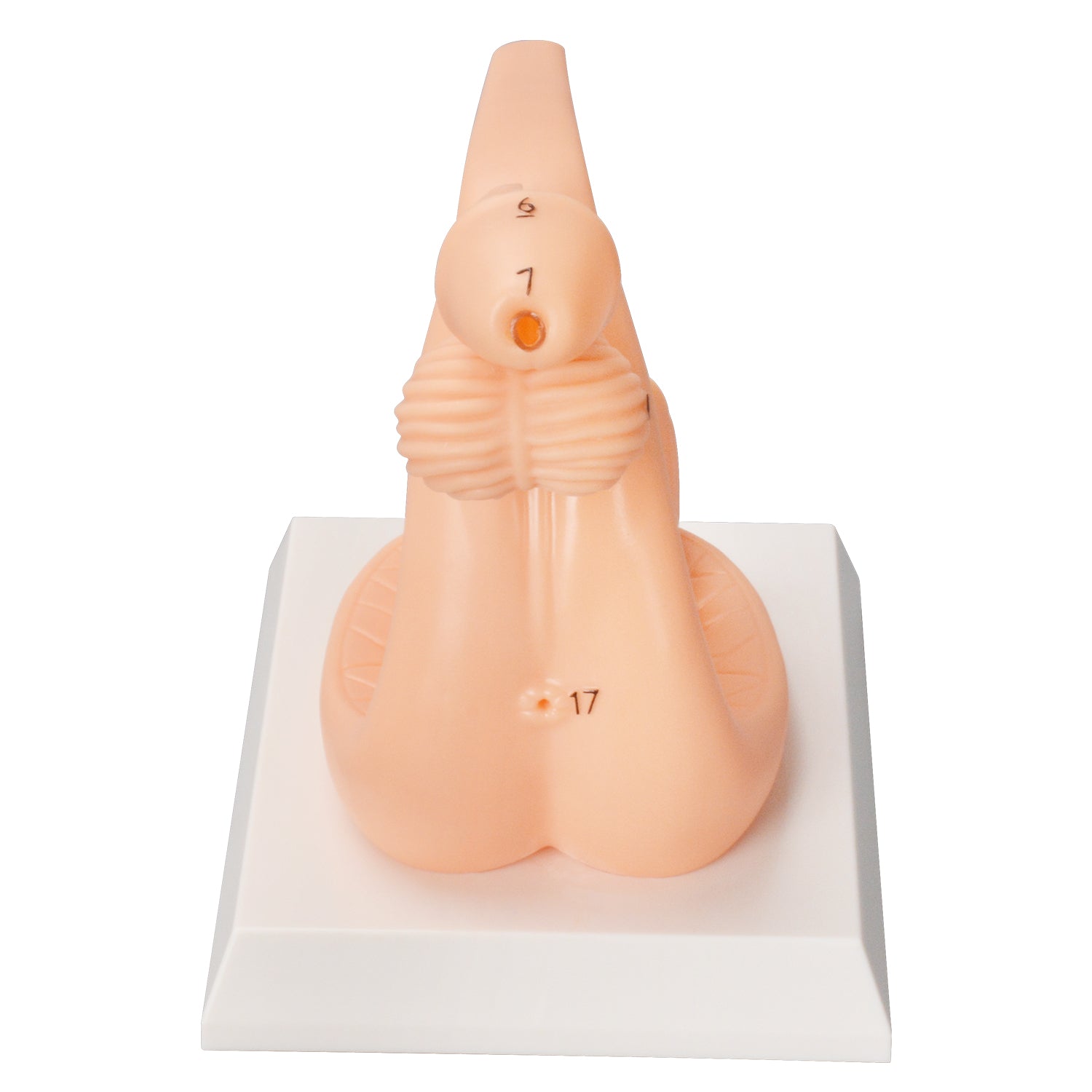 Medical Male Catheterization Anatomy Training Model