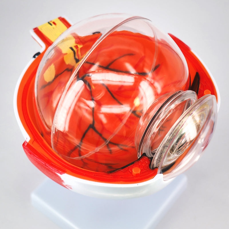 Eye Model For Lab Anatomy Eye Model (6X Large) – Medarchitect