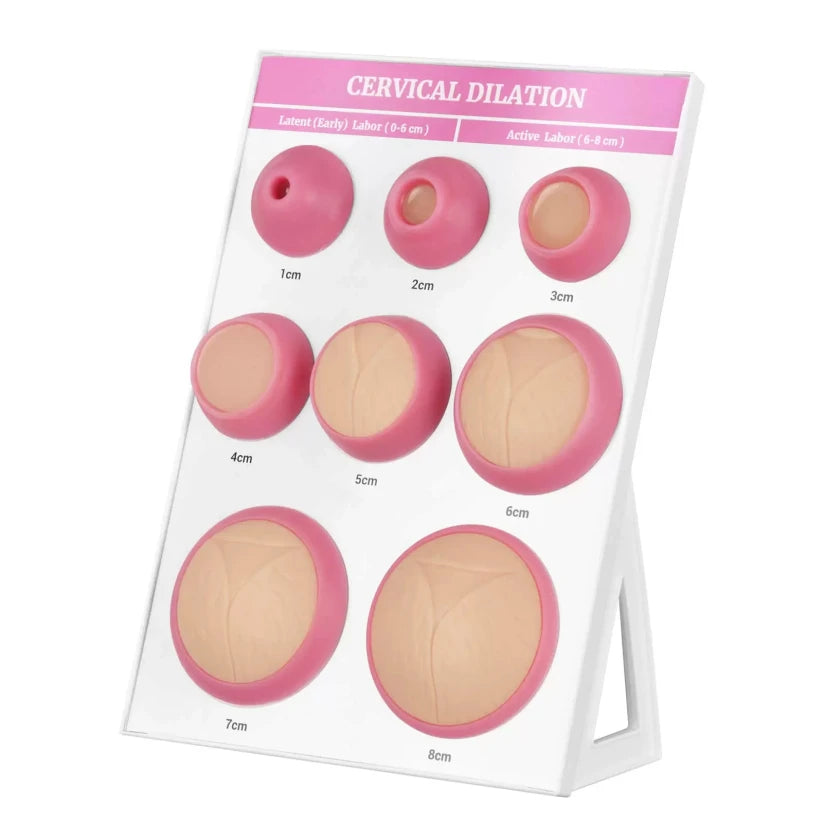 Medical Training Cervical Dilation 3D Models