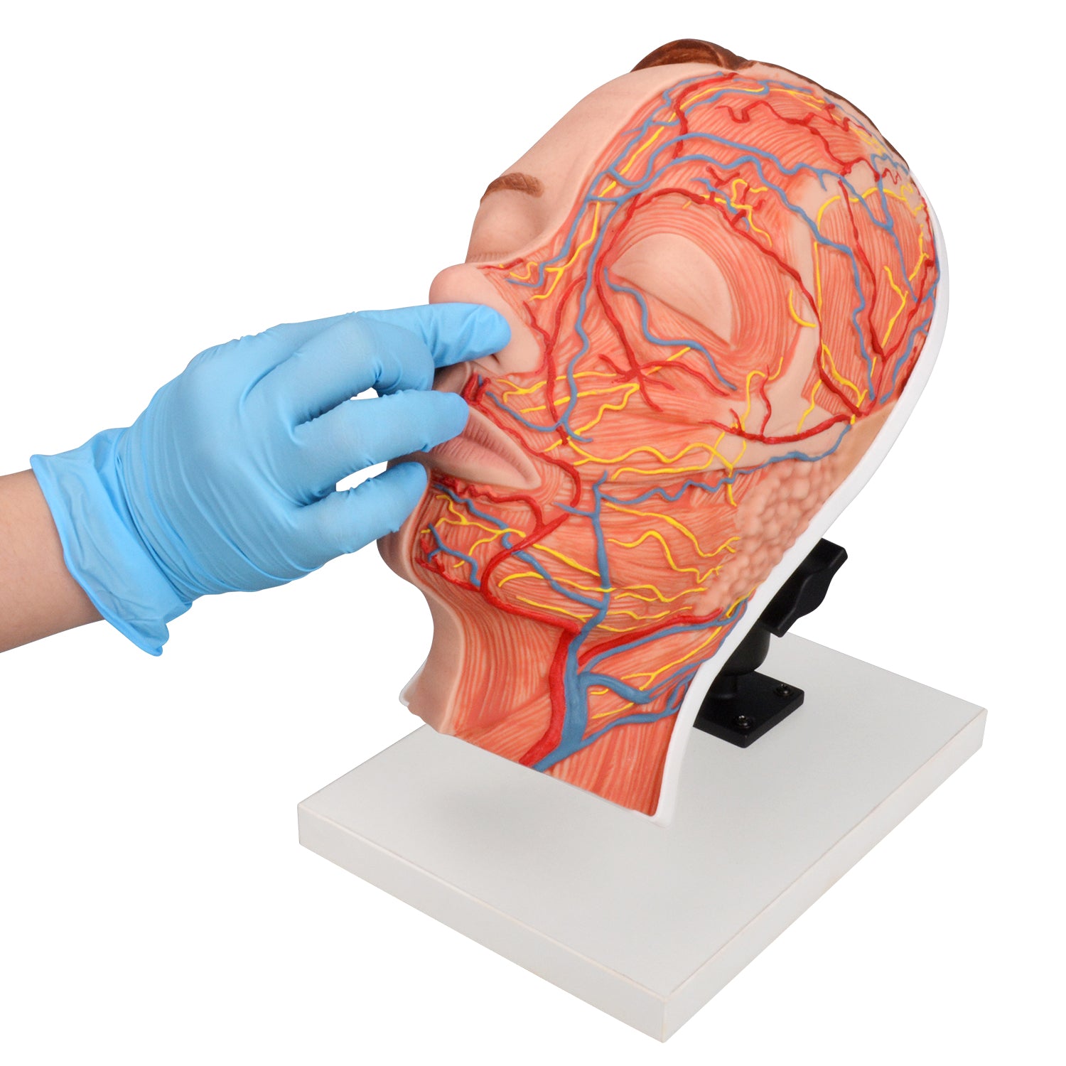 Medical Training Manikin For Botox And Filler Education