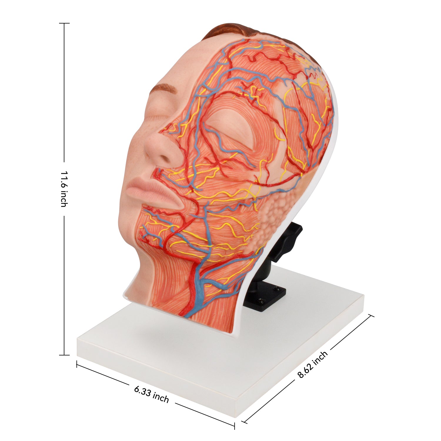 Medical Training Manikin Size Reference