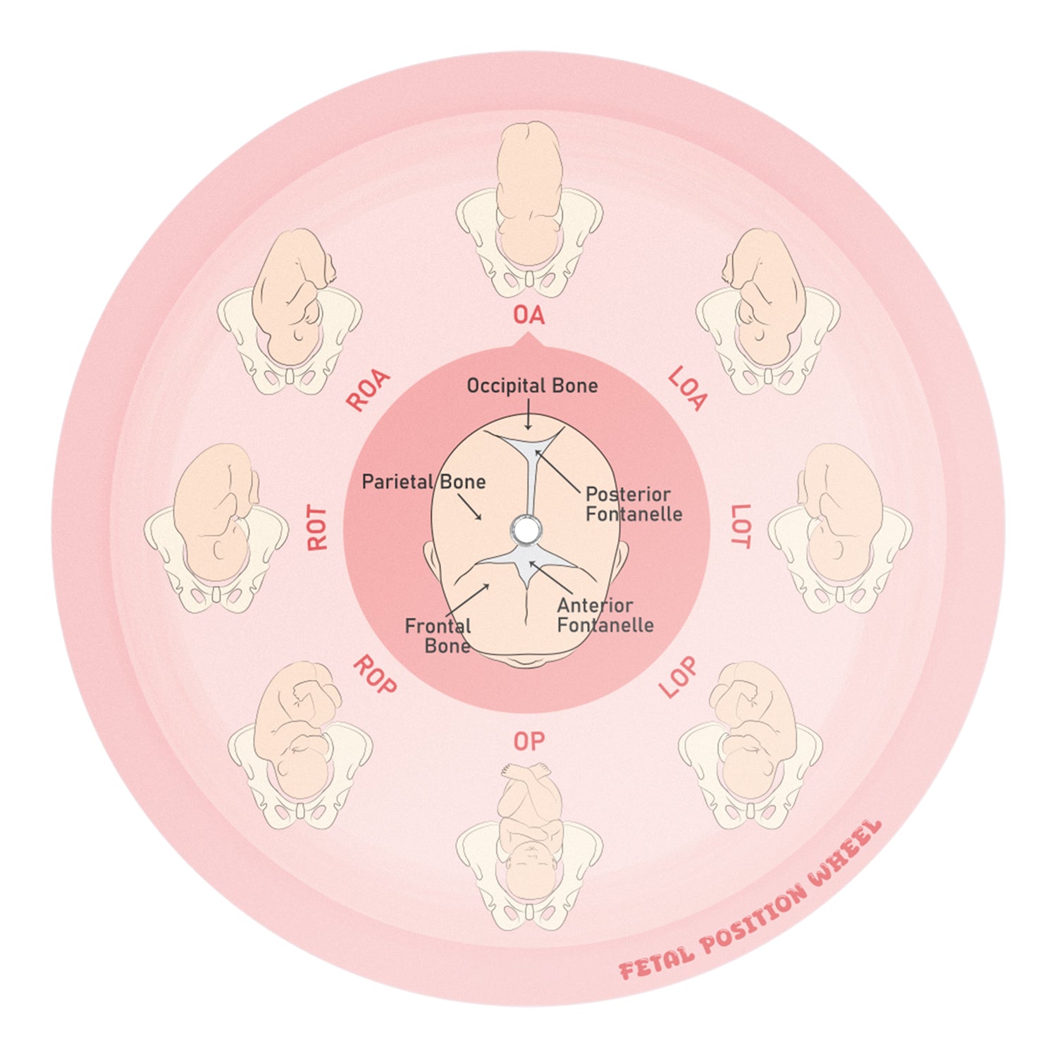 Midwife Fetal Position Tool