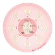 Midwife Fetal Position Tool