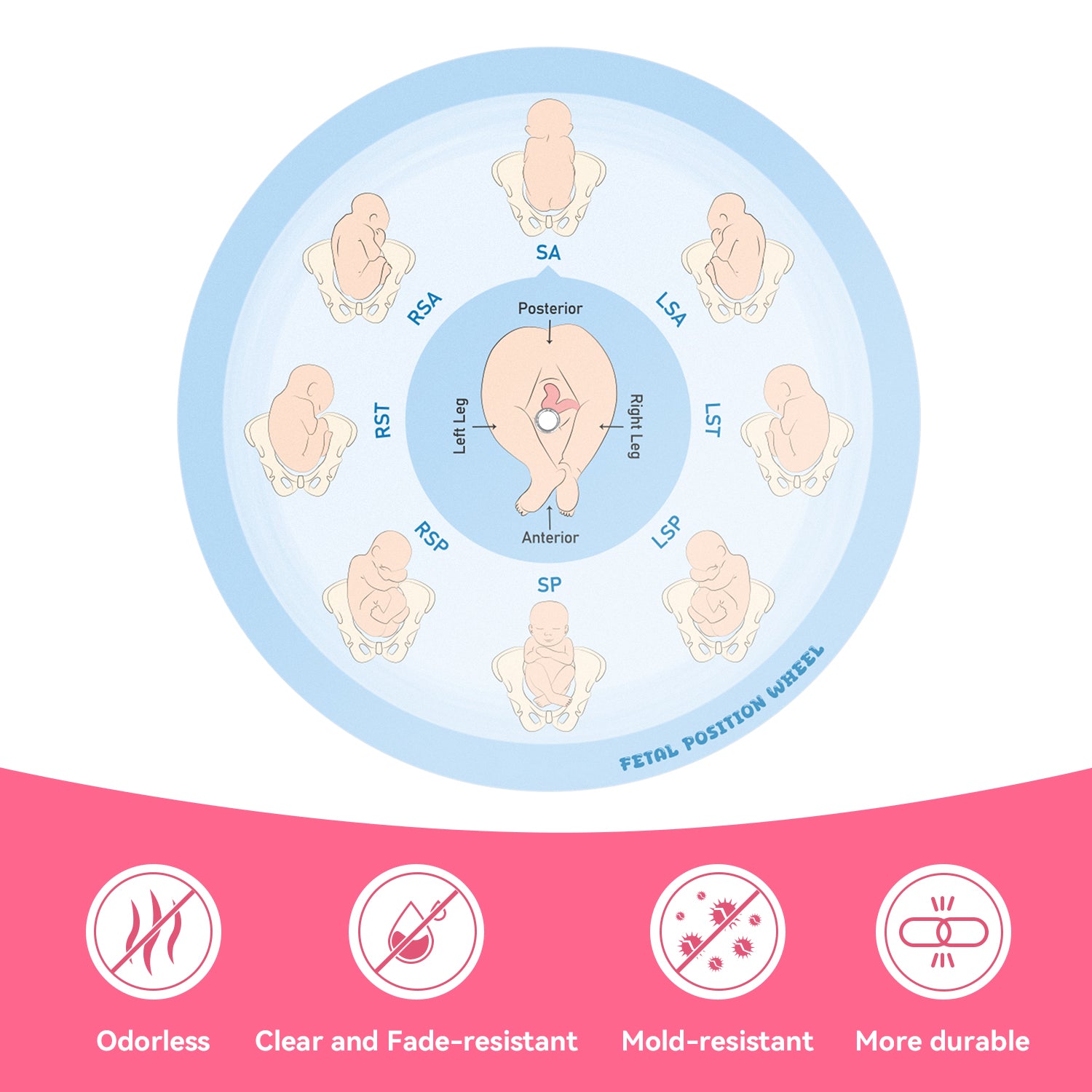 Midwife Fetal Position Tool