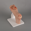Mild Diabetic Foot Model (Full Foot)