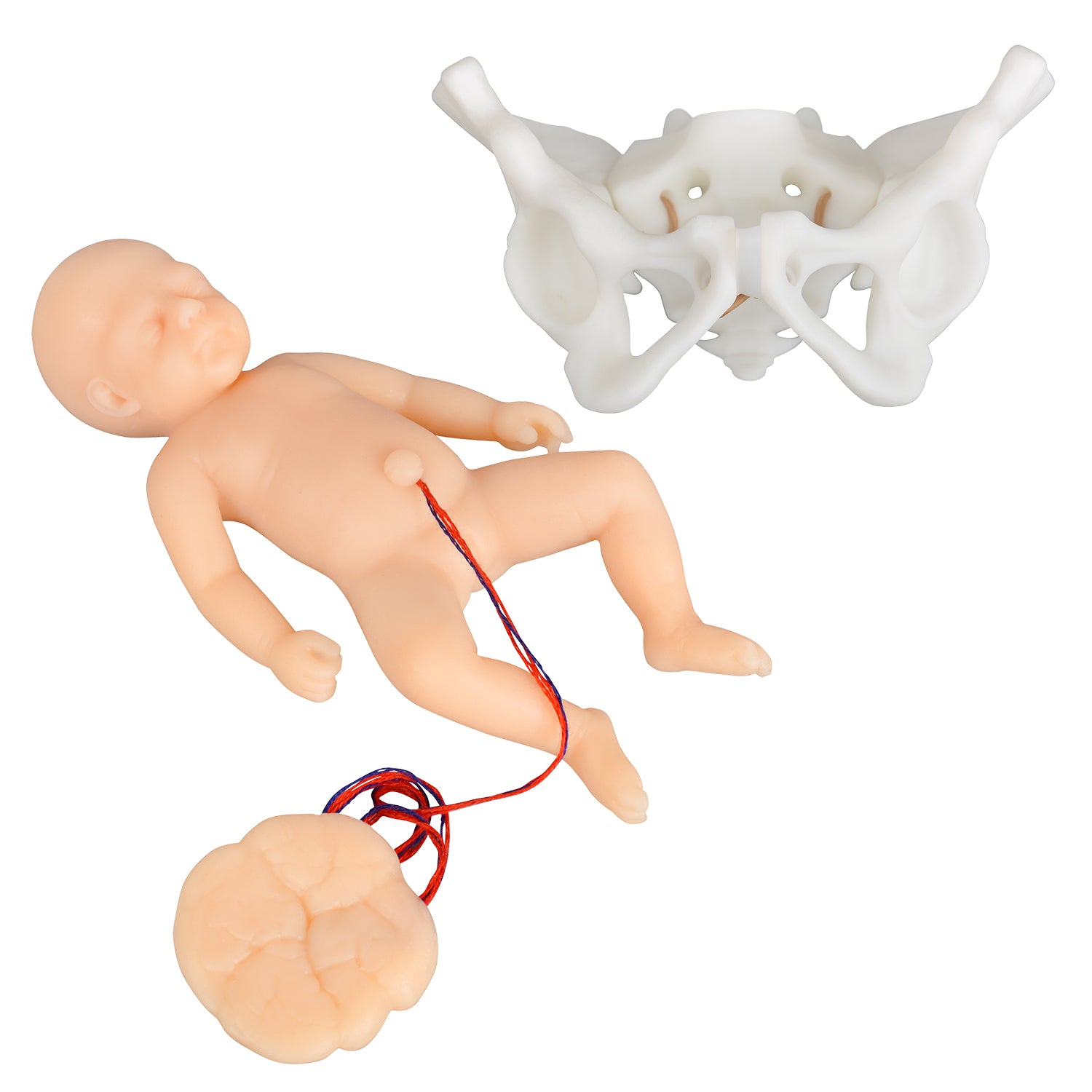 Mini Childbirth Demonstration Model with Pelvis & Baby