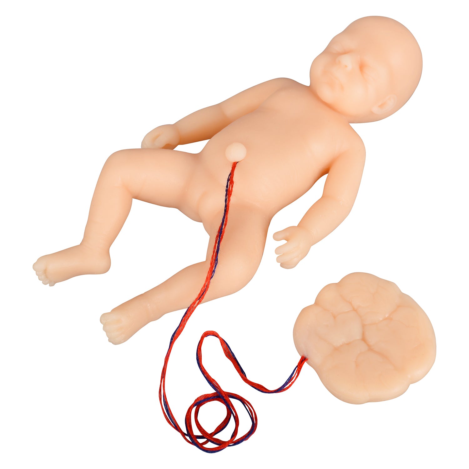 Mini Childbirth Demonstration Model with Pelvis & Baby