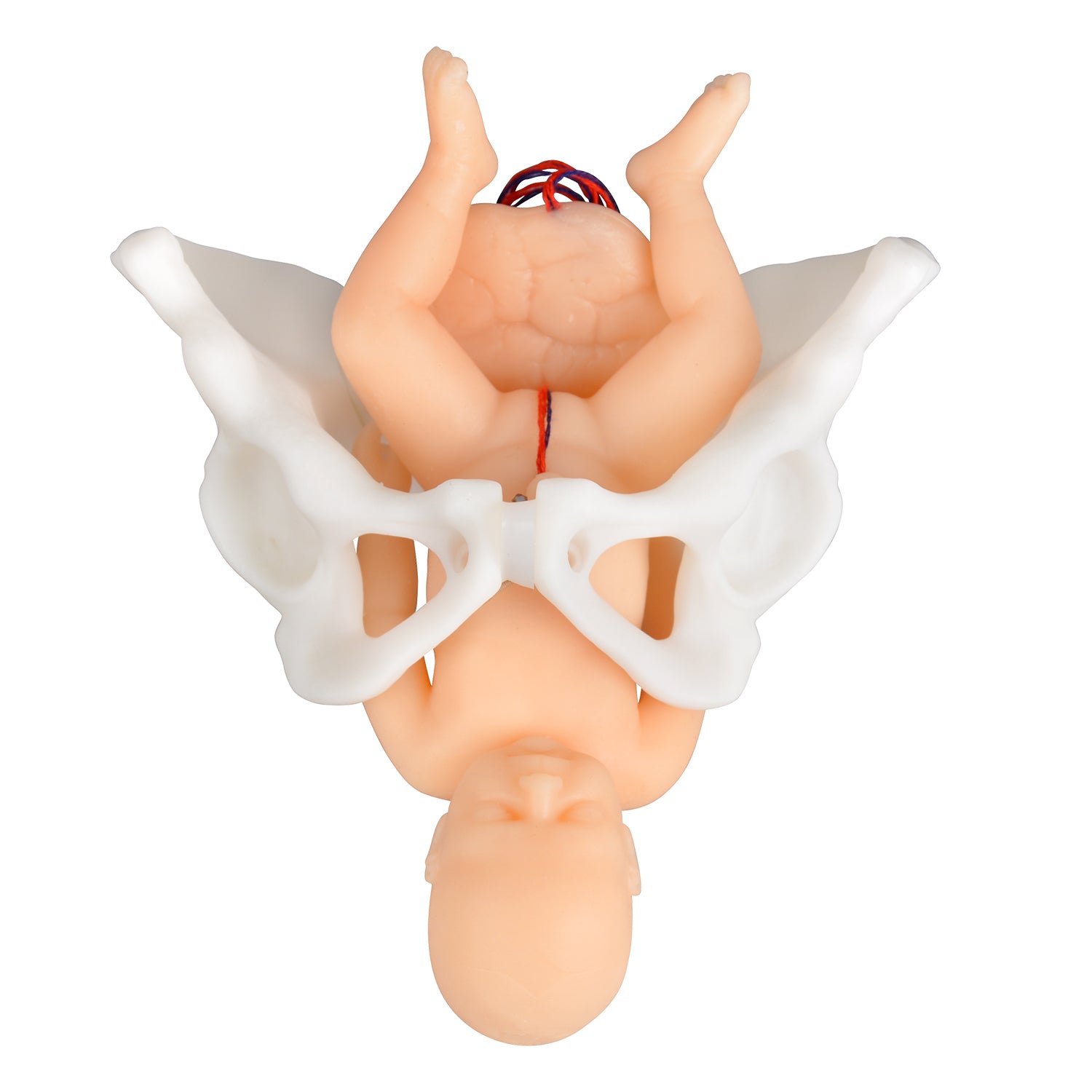 Mini Childbirth Demonstration Model with Pelvis & Baby