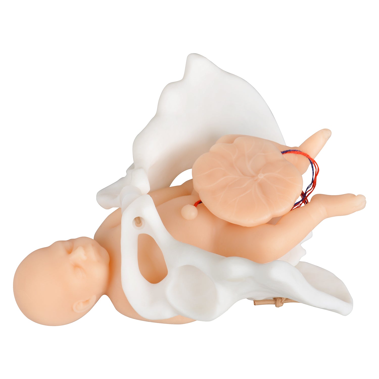 Mini Childbirth Demonstration Model with Pelvis & Baby