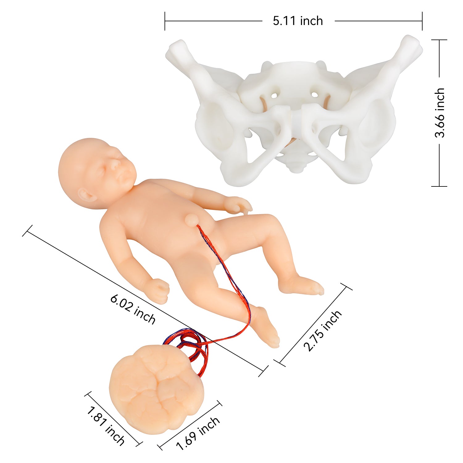 Mini Childbirth Demonstration Model with Pelvis & Baby