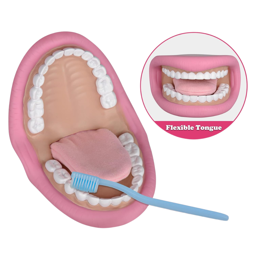 Mouth Model For Toothbrushing Education And Oral Care