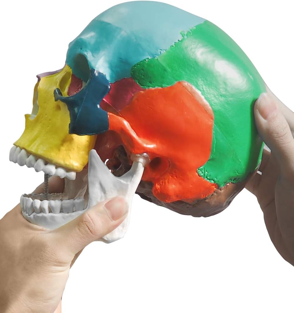 Movable Mandible Demonstrating Natural Jaw Motion Feature