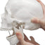 Movable Mandible On Human Skull Model Demonstrating Jaw Motion