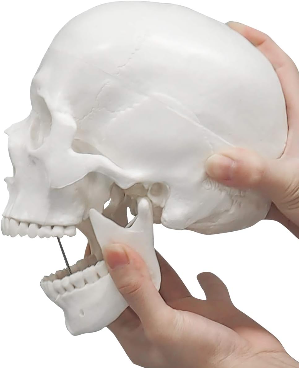 Movable Mandible On Human Skull Model Demonstrating Jaw Motion