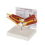 Muscled Elbow Model with Anatomy Study Card