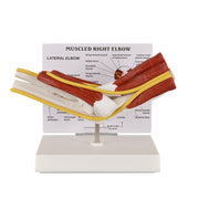 Muscled Right Elbow Anatomy Study Model