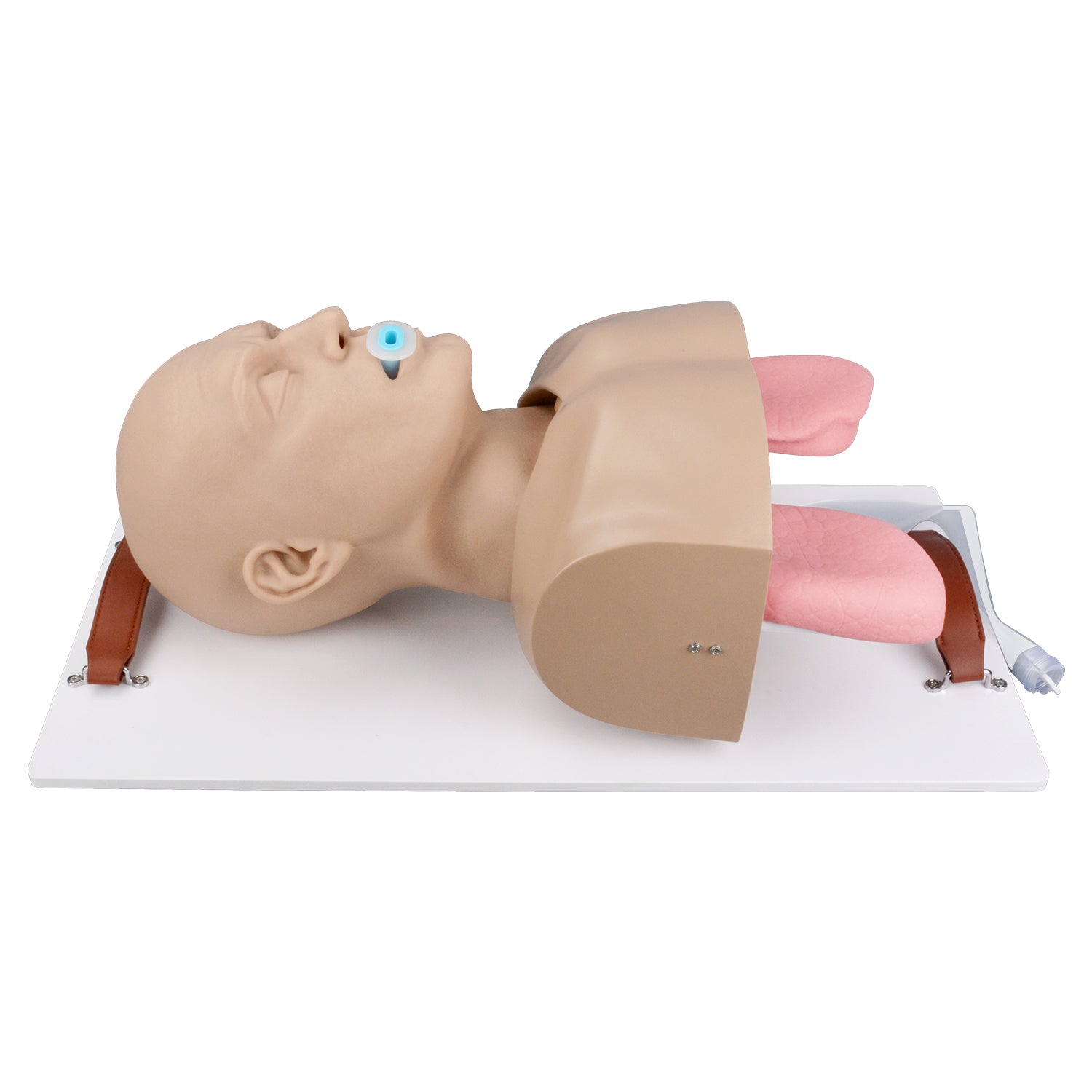 NPA And OPA Airway Management Training Manikin
