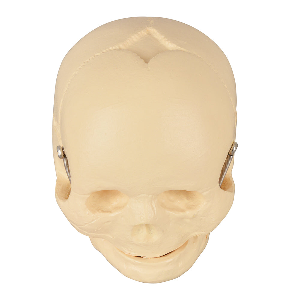 Newborn Skull Anatomy Model For Training