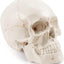 Numbered Human Skull Model With Laser Engraved Labels