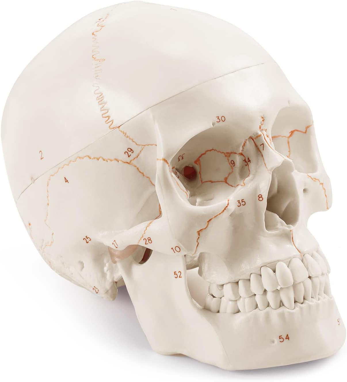 Numbered Human Skull Model With Laser Engraved Labels