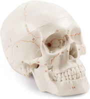 Numbered Human Skull Model With Laser Engraved Labels