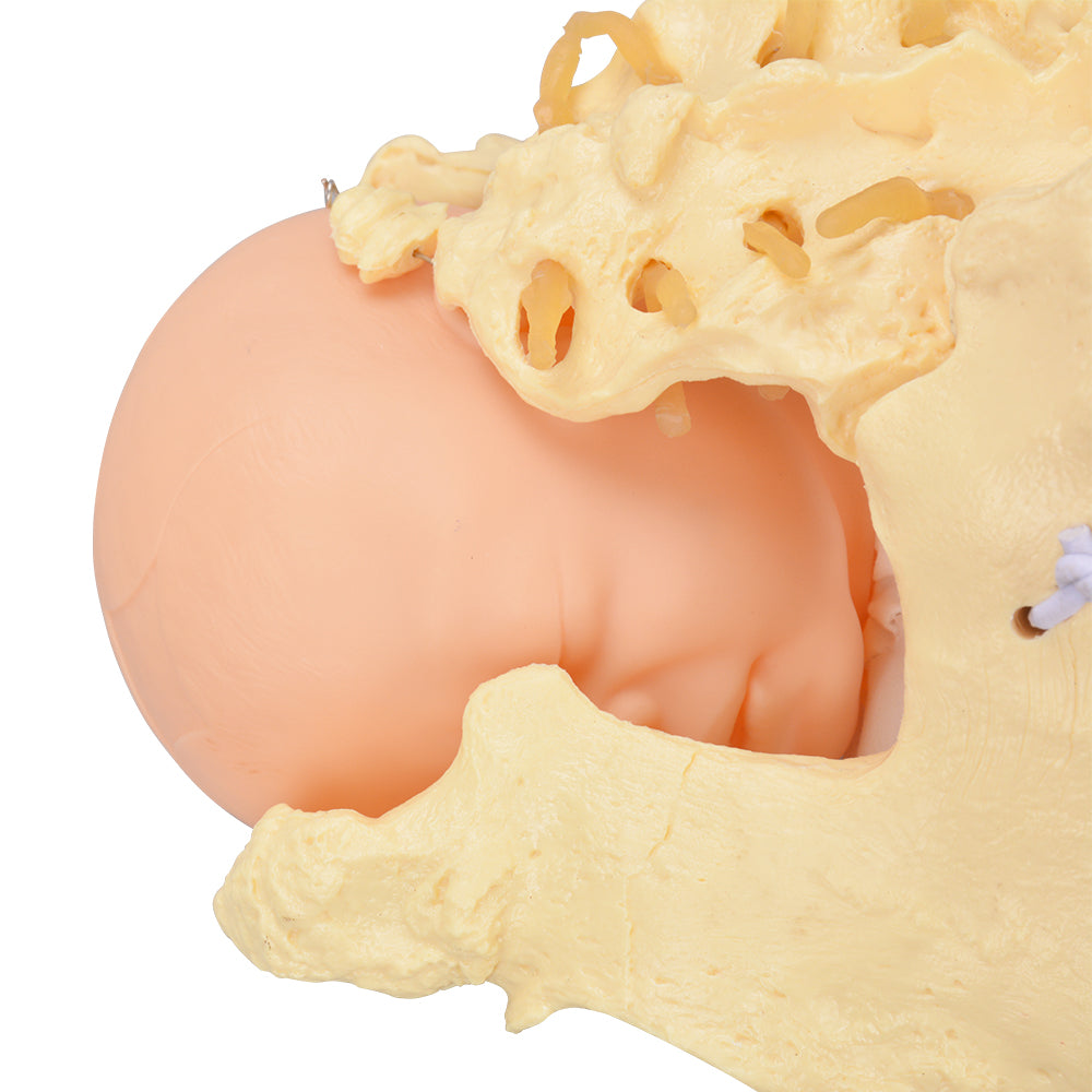 Obstetric Training Model Showing Fetal Descent Process