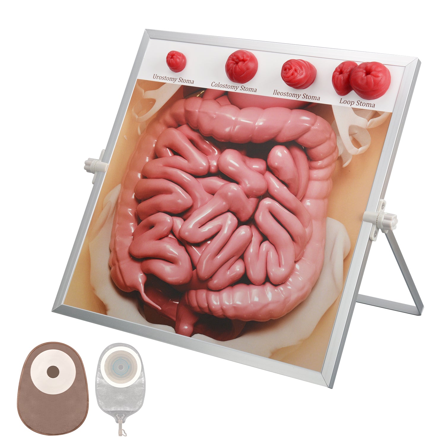 Ostomy Care Training Board for Nursing Education