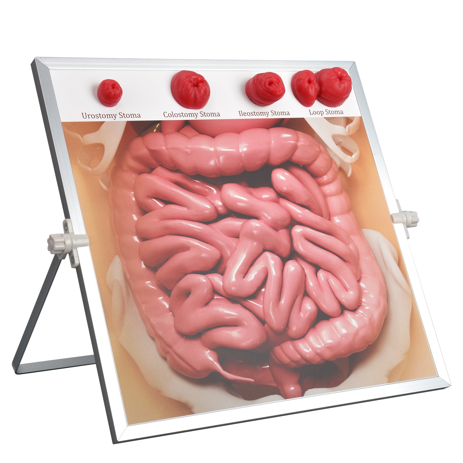 Ostomy Care Training Board for Nursing Education