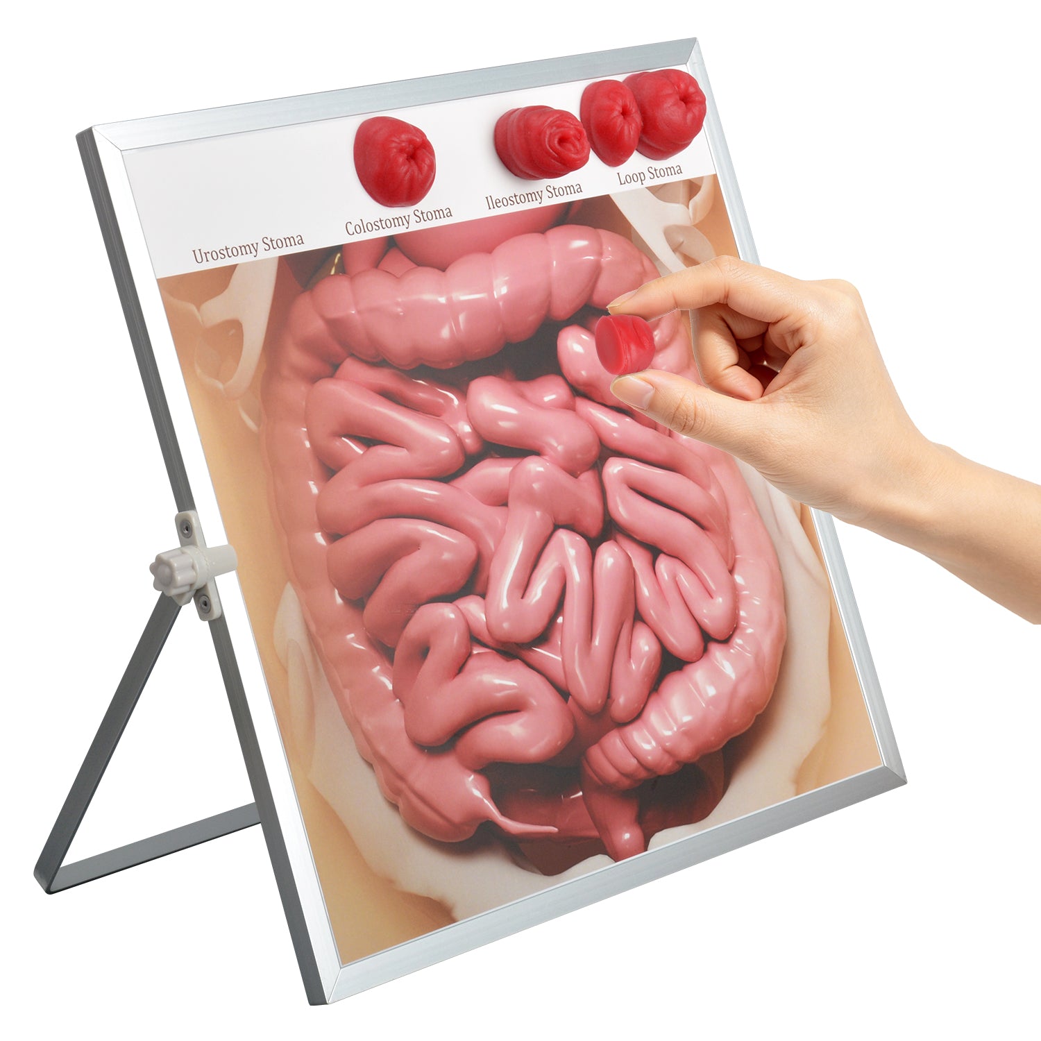 Ostomy Care Training Board for Nursing Education