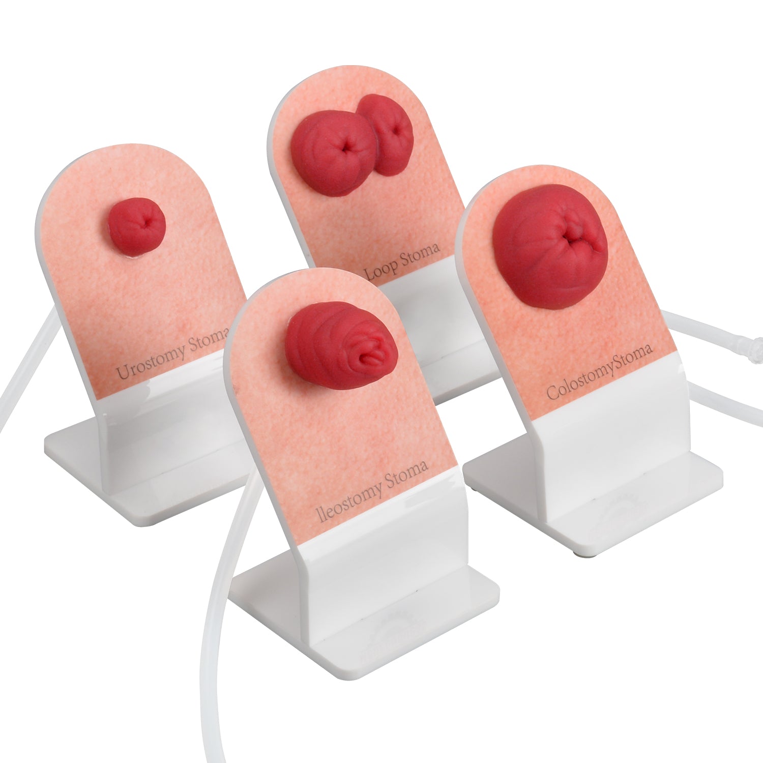Ostomy Care Training Model with Stand