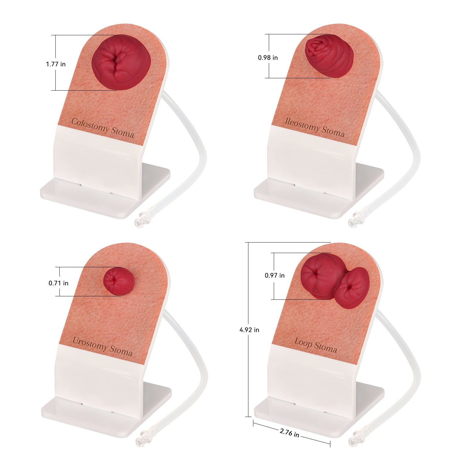 Ostomy Care Training Model with Stand