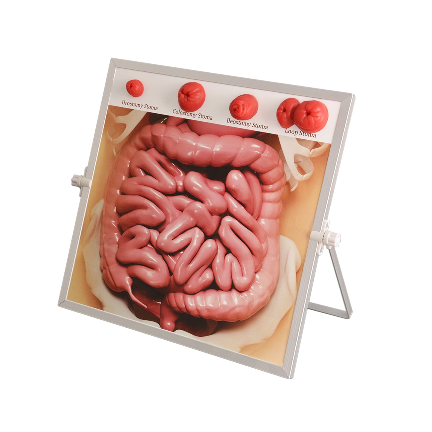 Ostomy Model for Nursing Education