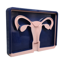Load image into Gallery viewer, Female IUD Intrauterine Contraception Training Model IUD Educational Practice Model for Nurse Student Training &amp; IUD Device Promotion
