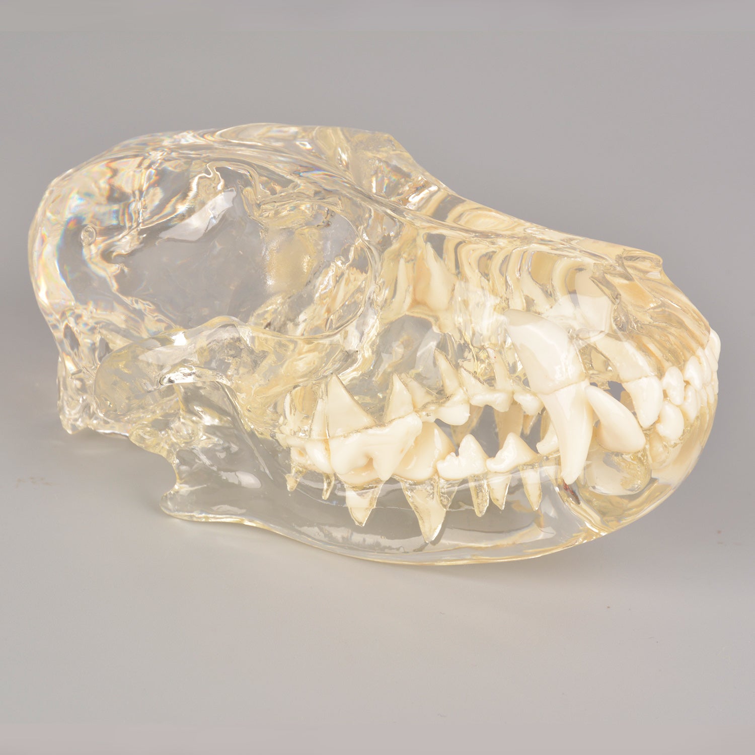 Canine Skull Dentoform Dental Model with Radiopaque Teeth - [shop_medarchitect]