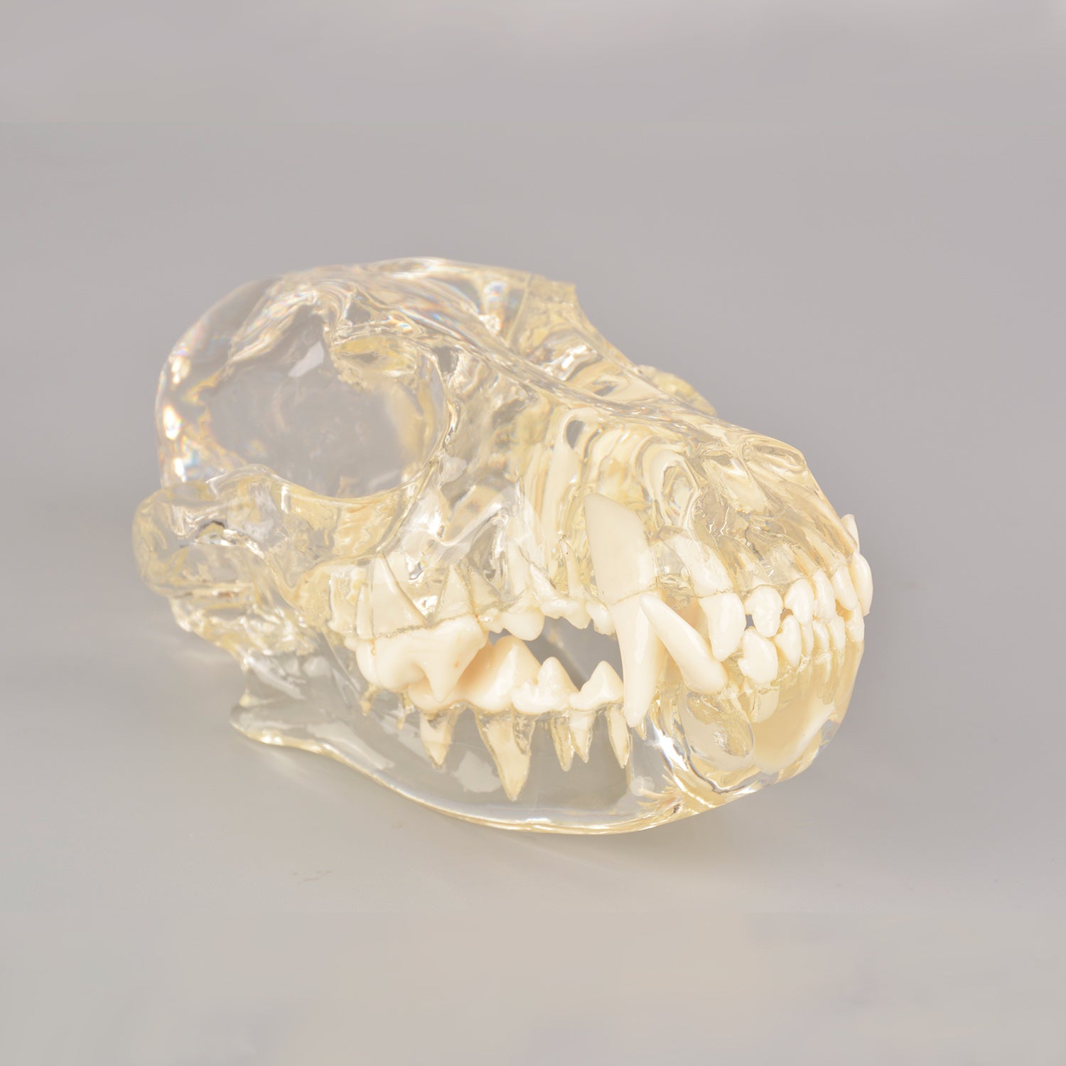 Canine Skull Dentoform Dental Model with Radiopaque Teeth - [shop_medarchitect]