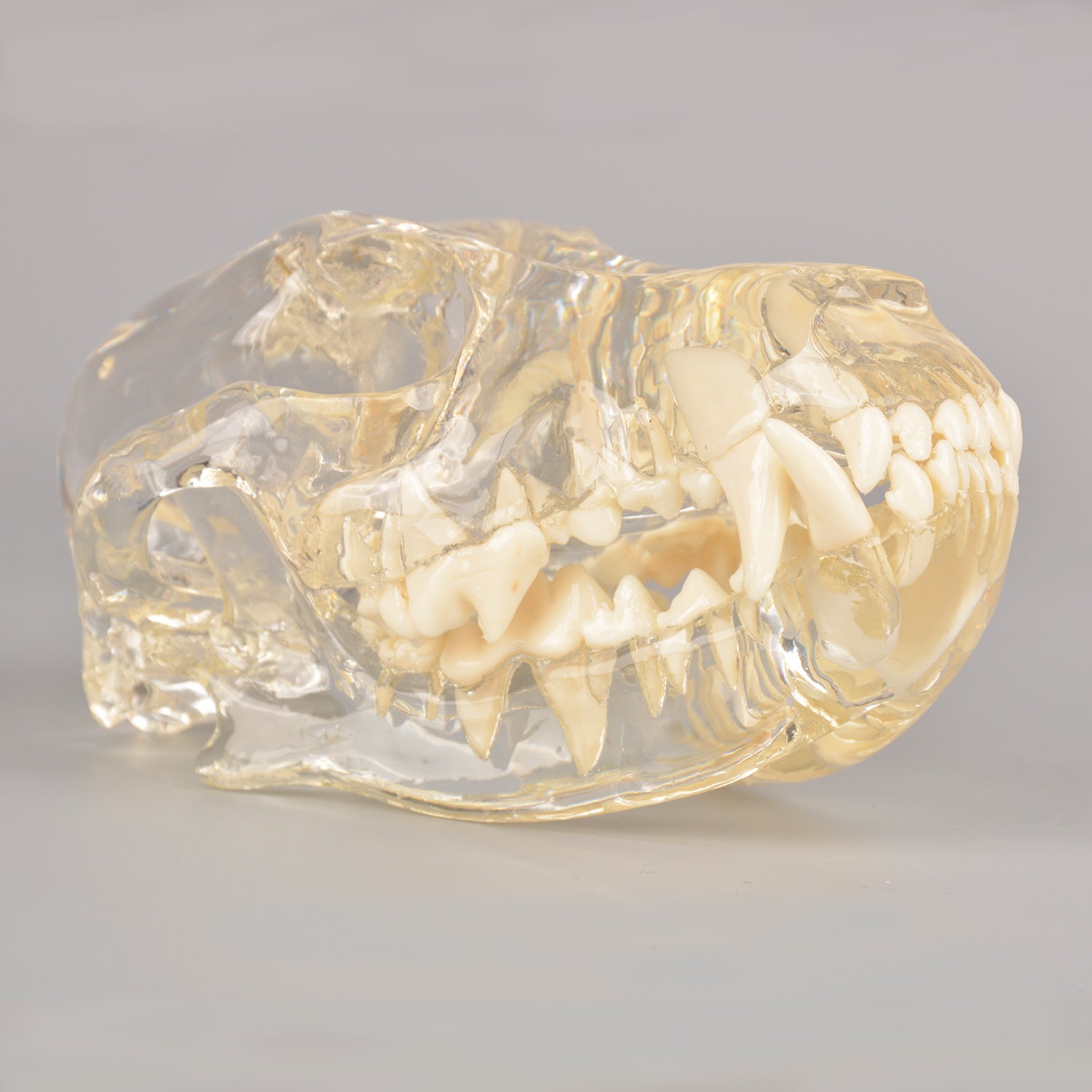 Canine Skull Dentoform Dental Model with Radiopaque Teeth - [shop_medarchitect]