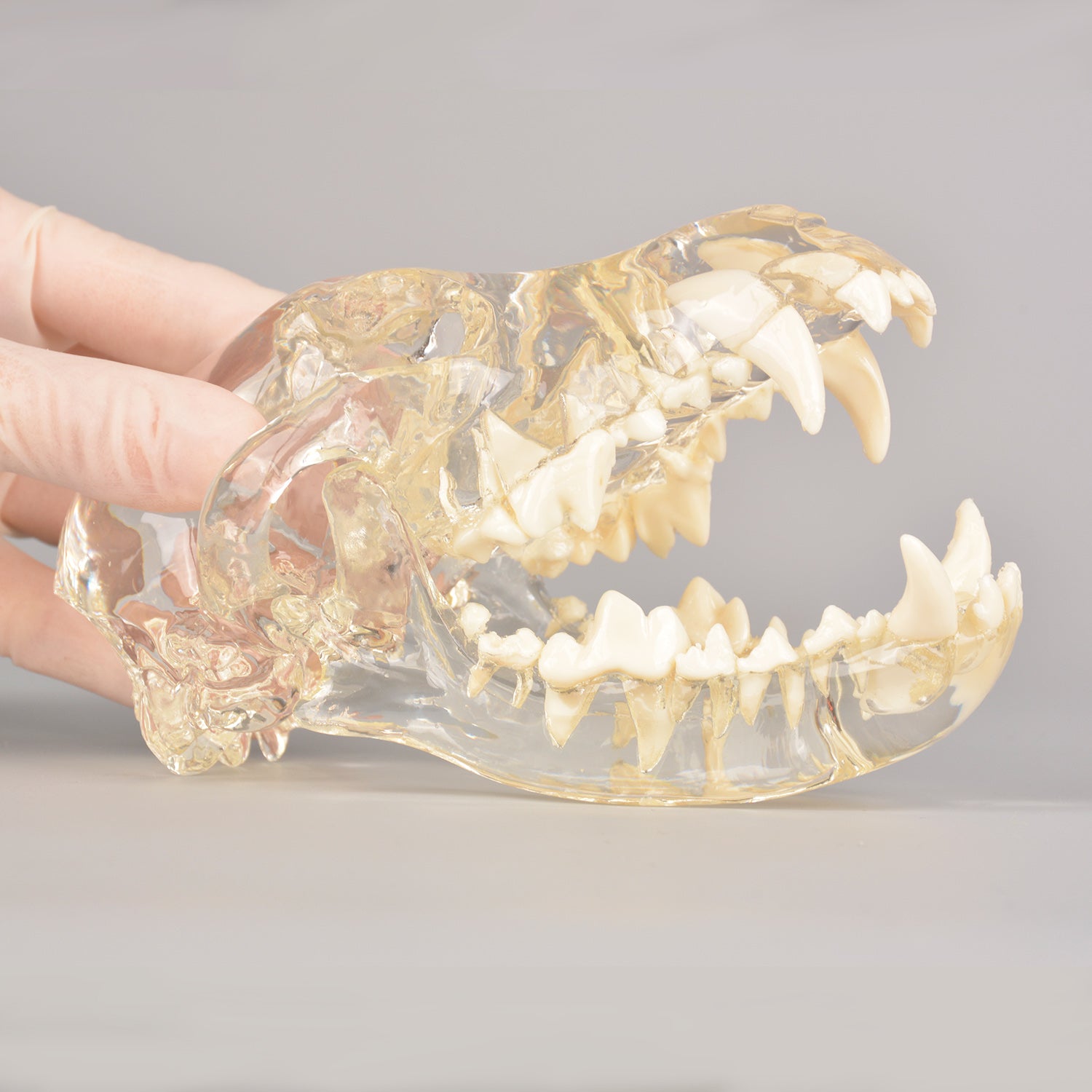 Canine Skull Dentoform Dental Model with Radiopaque Teeth - [shop_medarchitect]