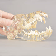 Canine Skull Dentoform Dental Model with Radiopaque Teeth - [shop_medarchitect]