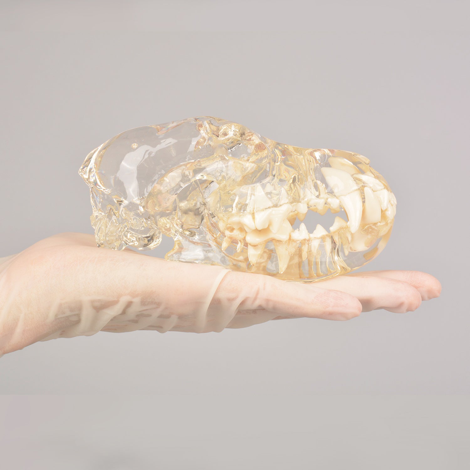 Canine Skull Dentoform Dental Model with Radiopaque Teeth - [shop_medarchitect]