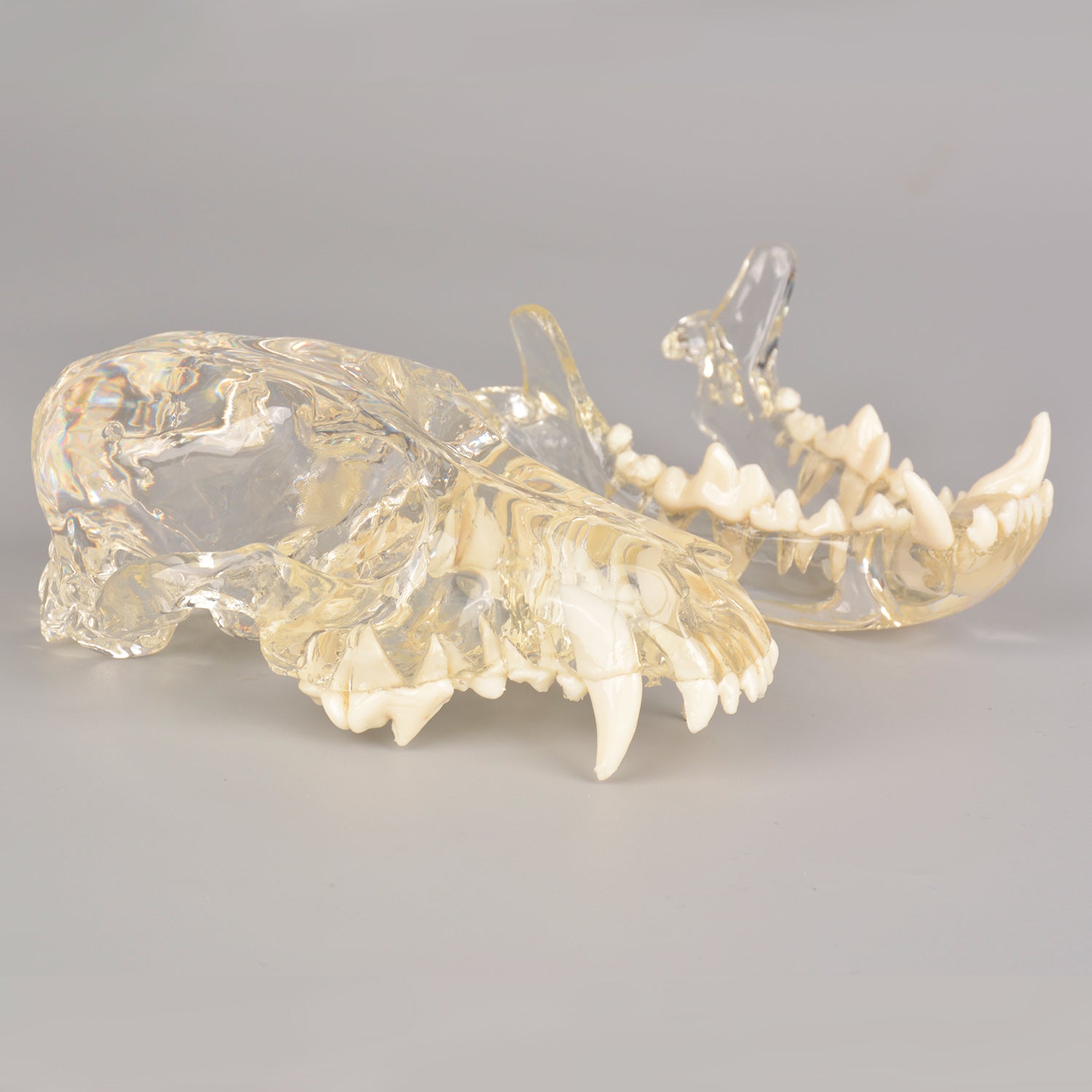Canine Skull Dentoform Dental Model with Radiopaque Teeth - [shop_medarchitect]