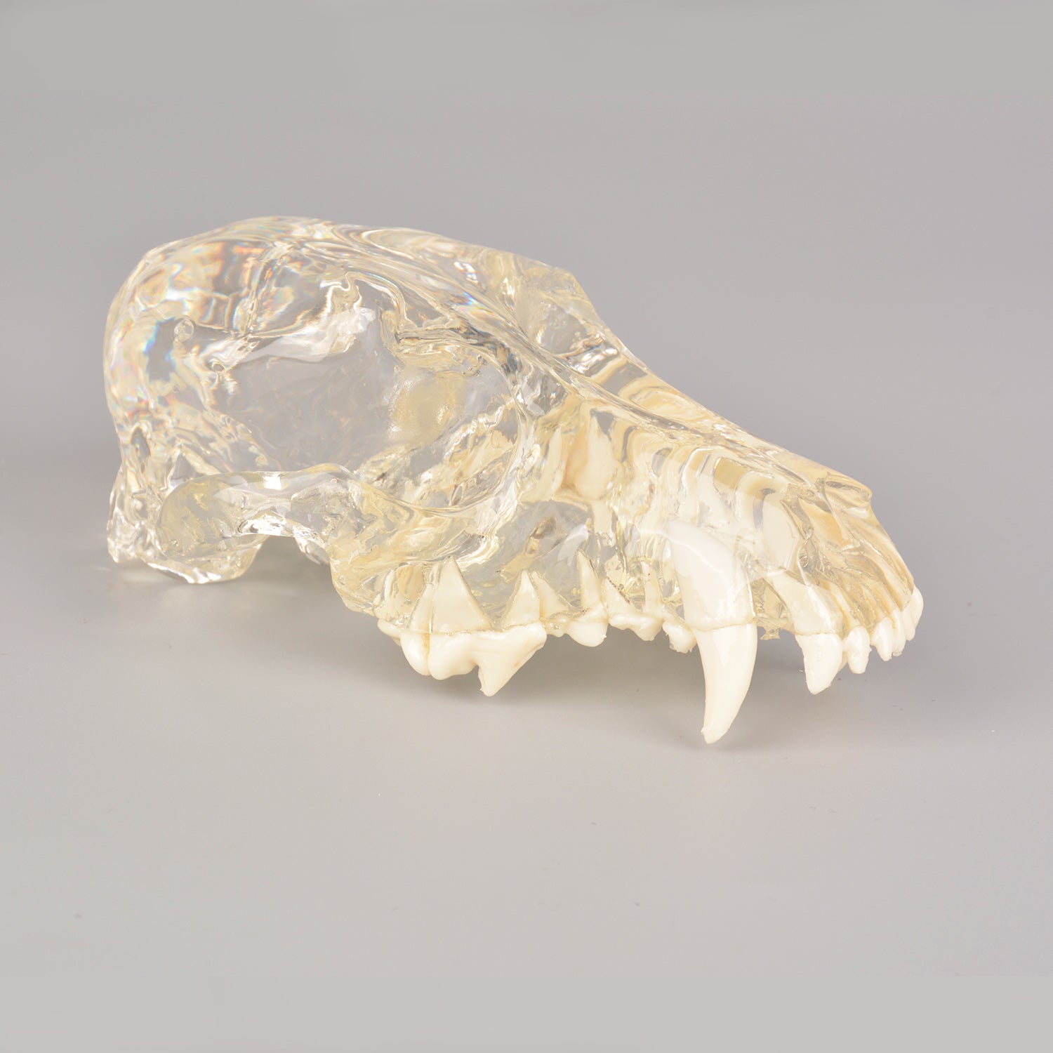 Canine Skull Dentoform Dental Model with Radiopaque Teeth - [shop_medarchitect]