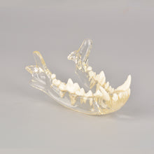 Załaduj obraz do przeglądarki galerii, Canine Skull Dentoform Dental Model with Radiopaque Teeth - [shop_medarchitect]