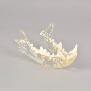 Canine Skull Dentoform Dental Model with Radiopaque Teeth - [shop_medarchitect]