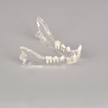 Indlæs billede til gallerivisning Feline Skull Dentoform Model with Radiopaque Teeth - [shop_medarchitect]