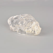 Załaduj obraz do przeglądarki galerii, Feline Skull Dentoform Model with Radiopaque Teeth - [shop_medarchitect]